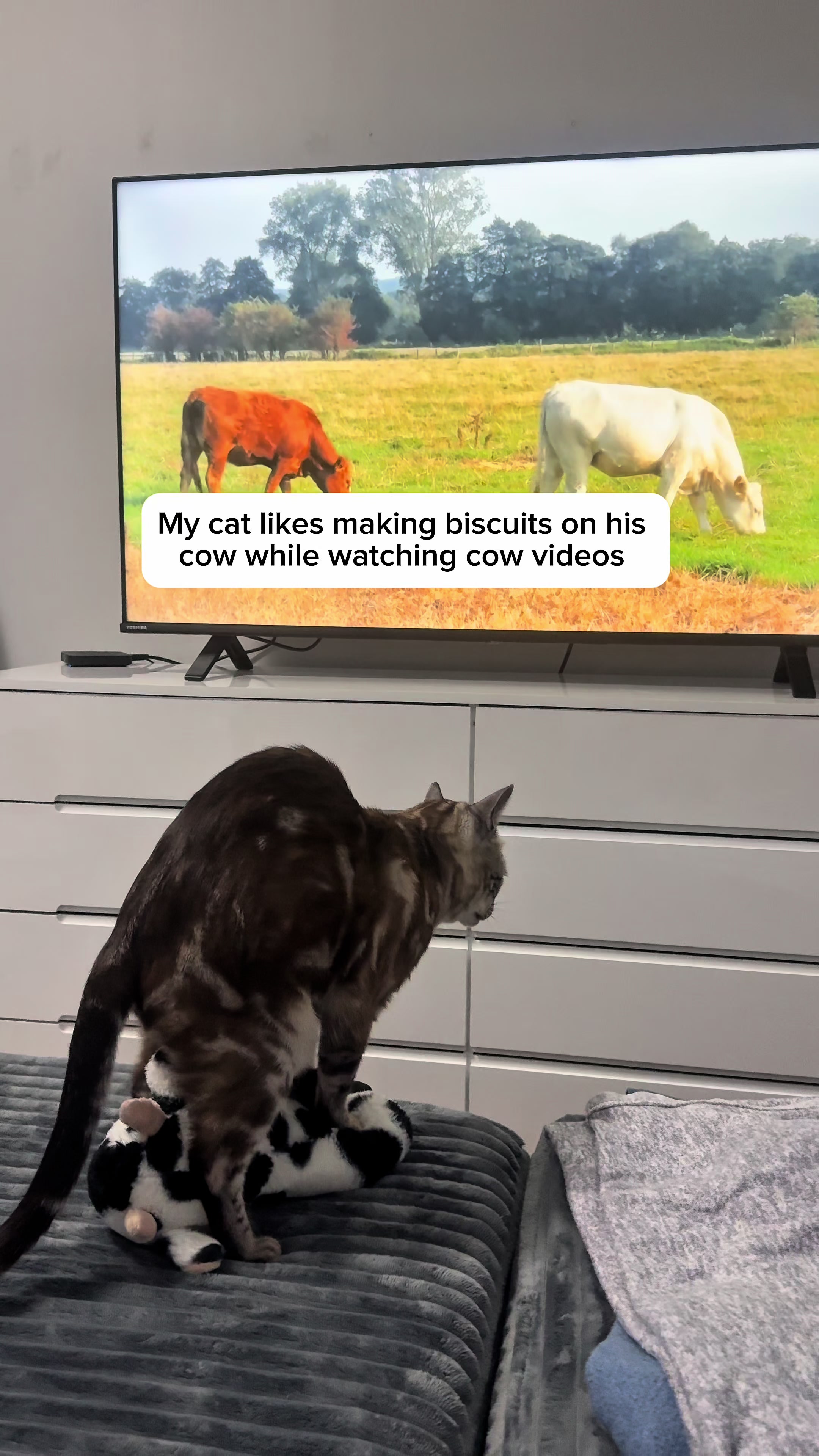 @Three Nawty Cats
