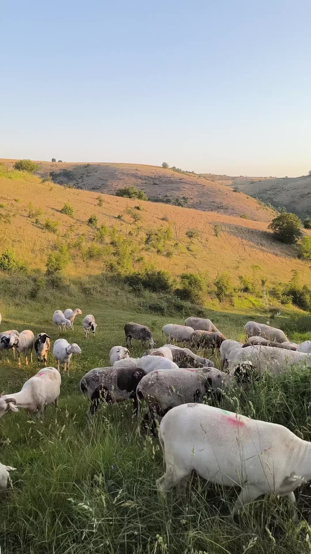 @Halil Çakmak