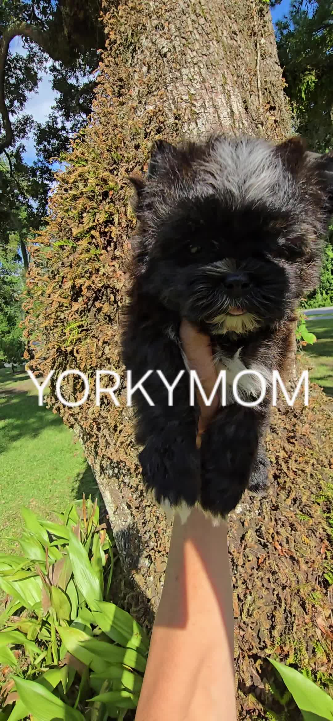 @theYorkymom
