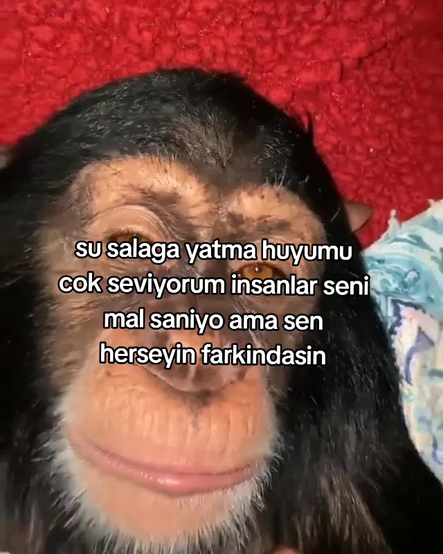 @rolland