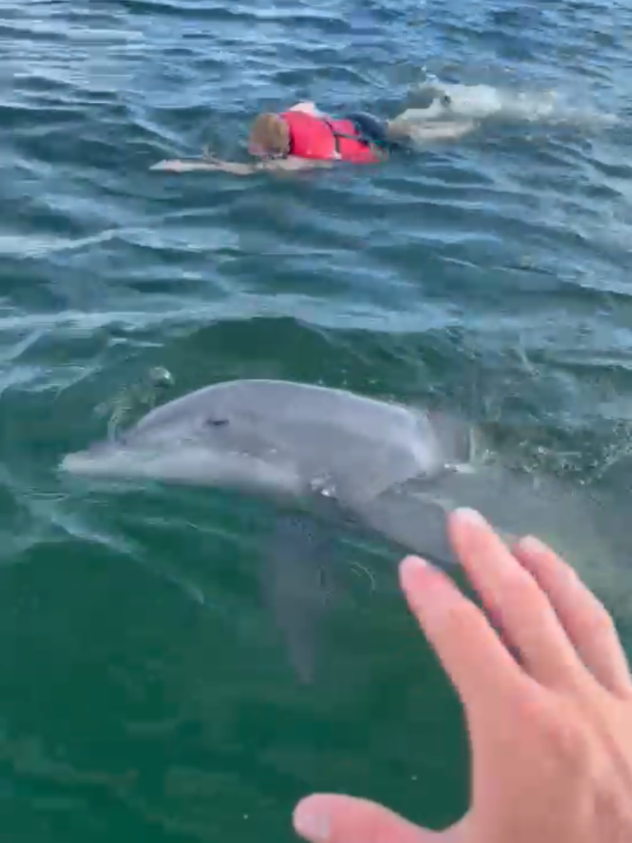 @Shell Island Dolphin Tours 🐬