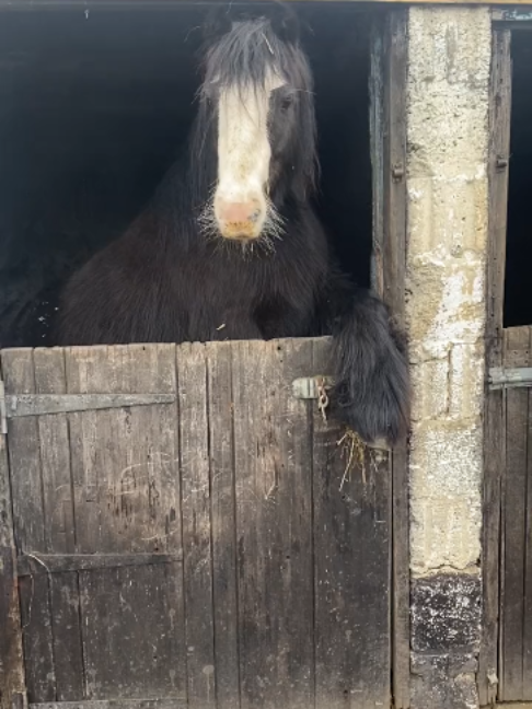@Horses TikTok