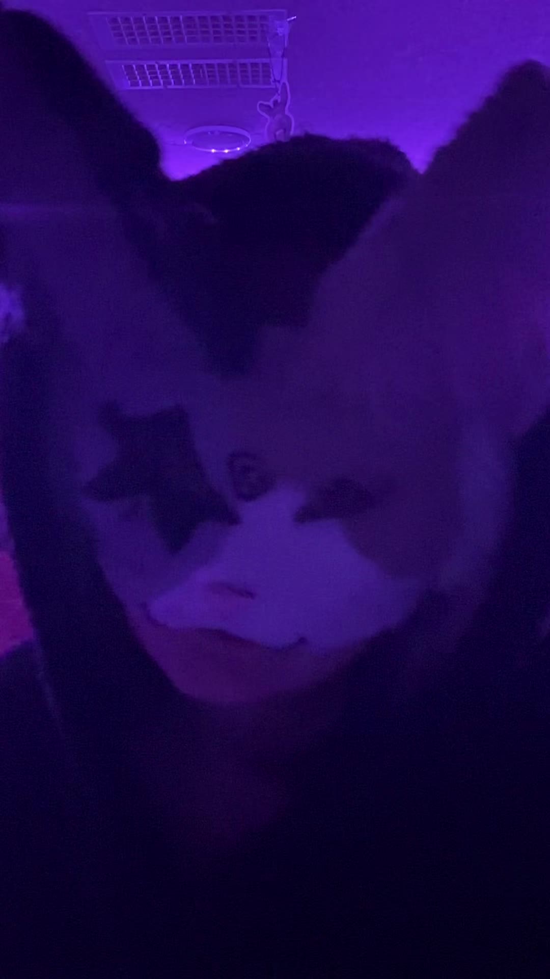 @&middot;༻❀𝕋𝕠𝕠𝕥𝕙𝕝𝕪❀༺&middot;