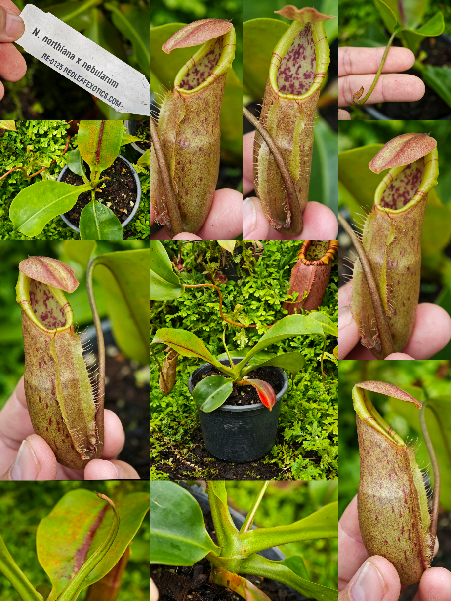 @GSp.Rayong Nepenthes