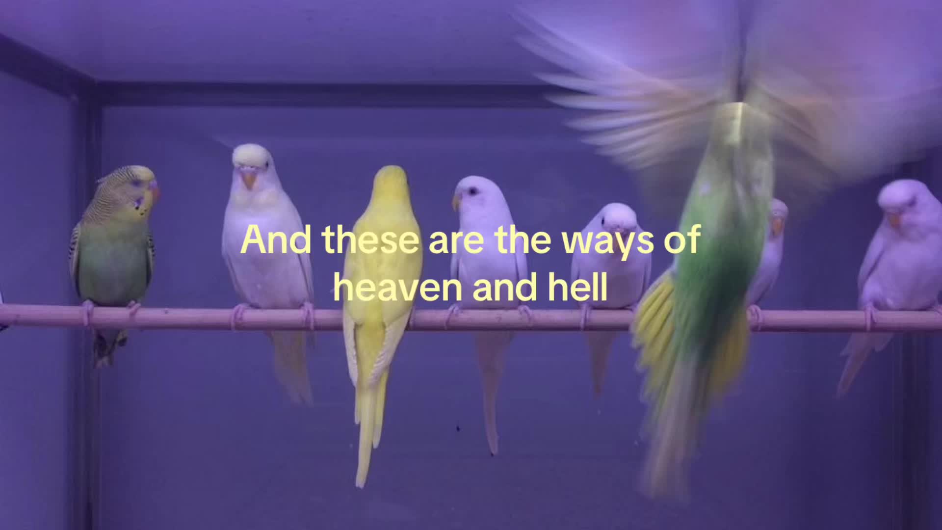 @R.J. Opolka