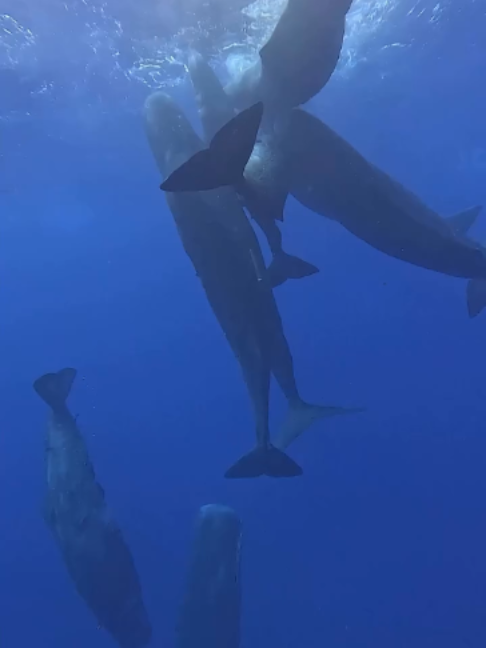 @Deep Sea Diaries