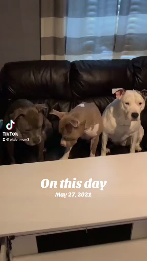 @Pittie Mom