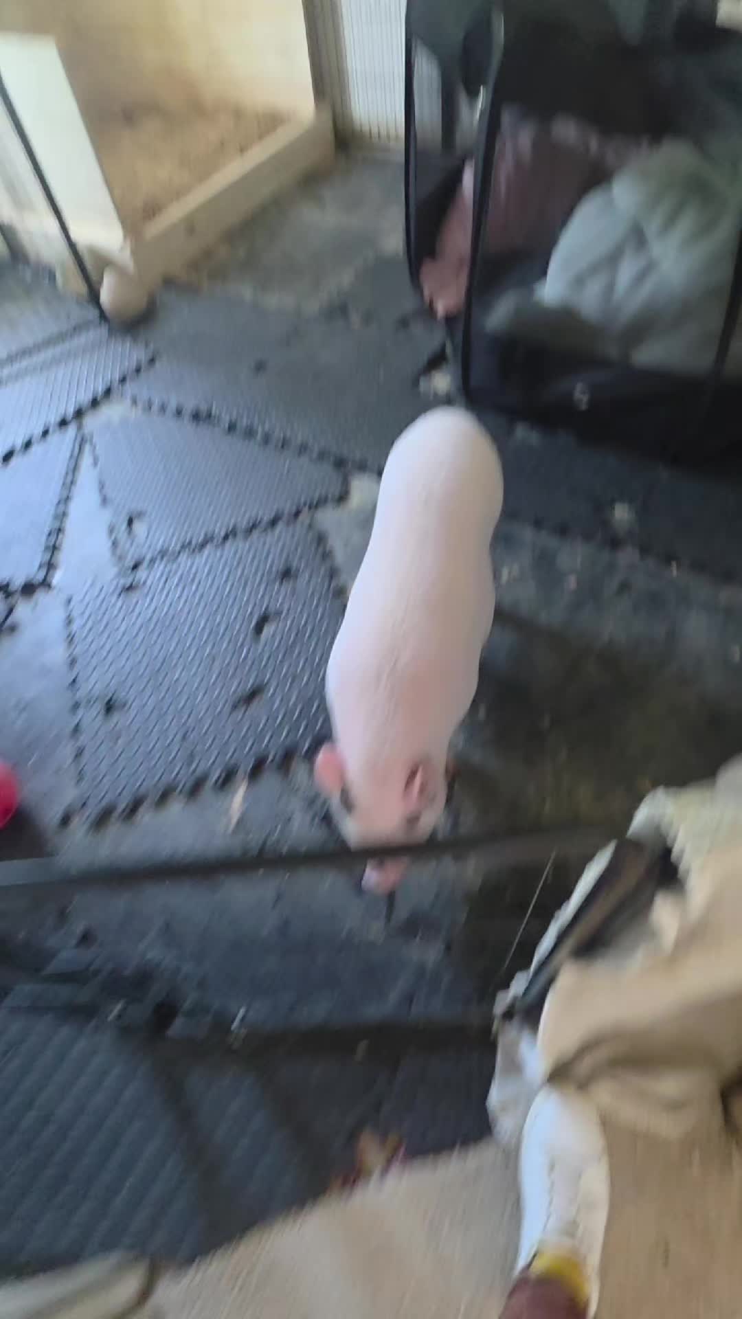 @Miss Piggsy