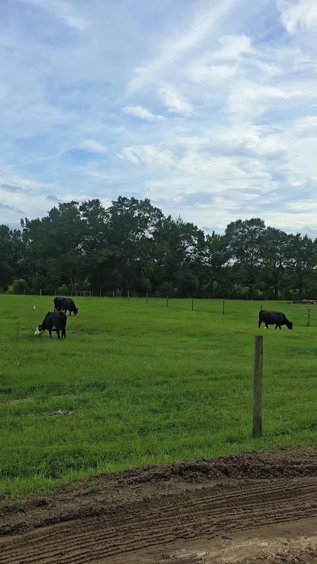 @M.I. CATTLE CO.