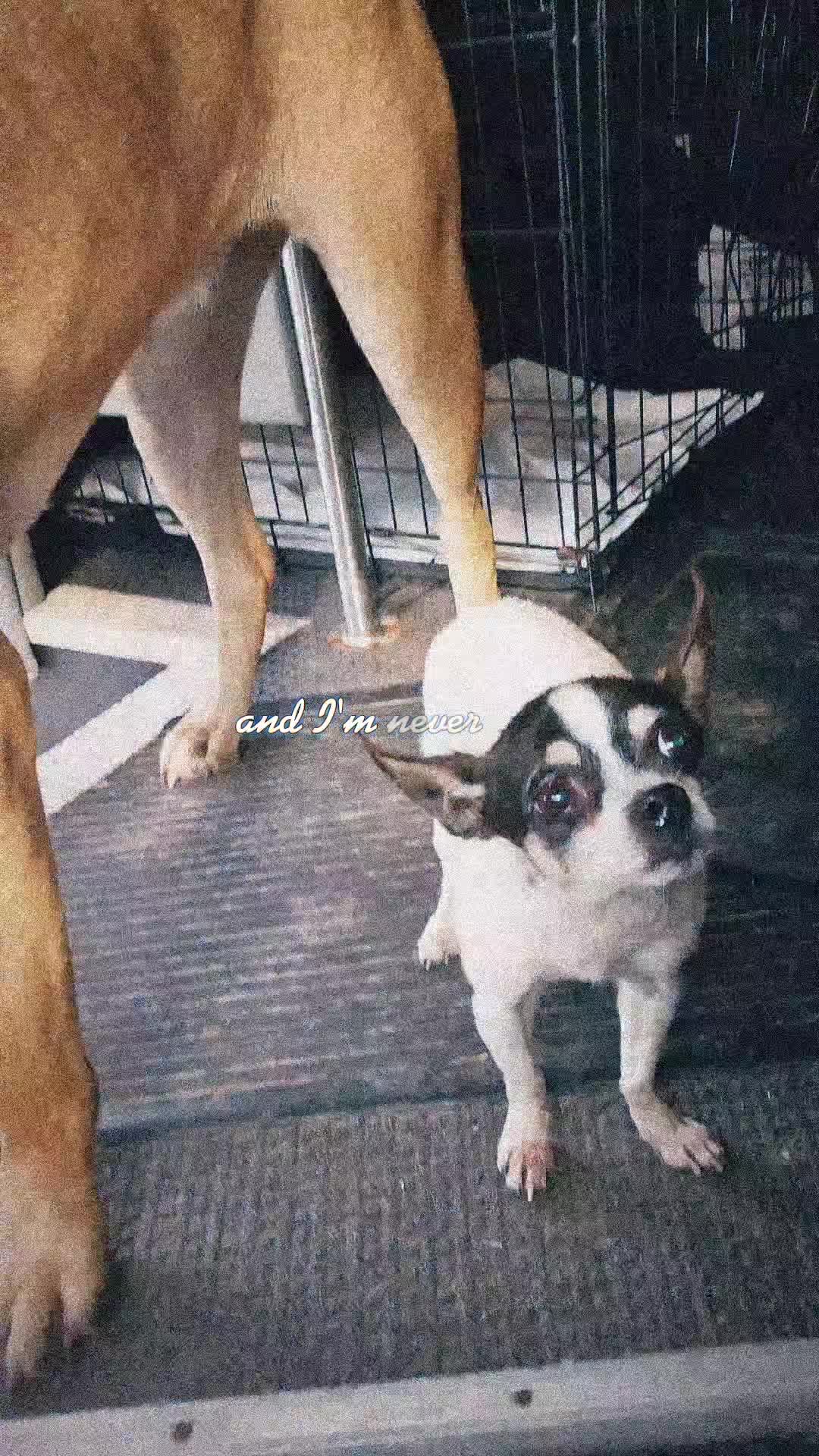 @tall tails rescue & transport