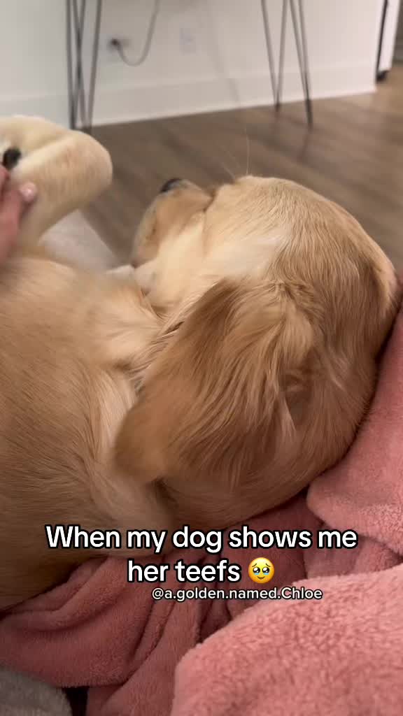 @Chloè🐾