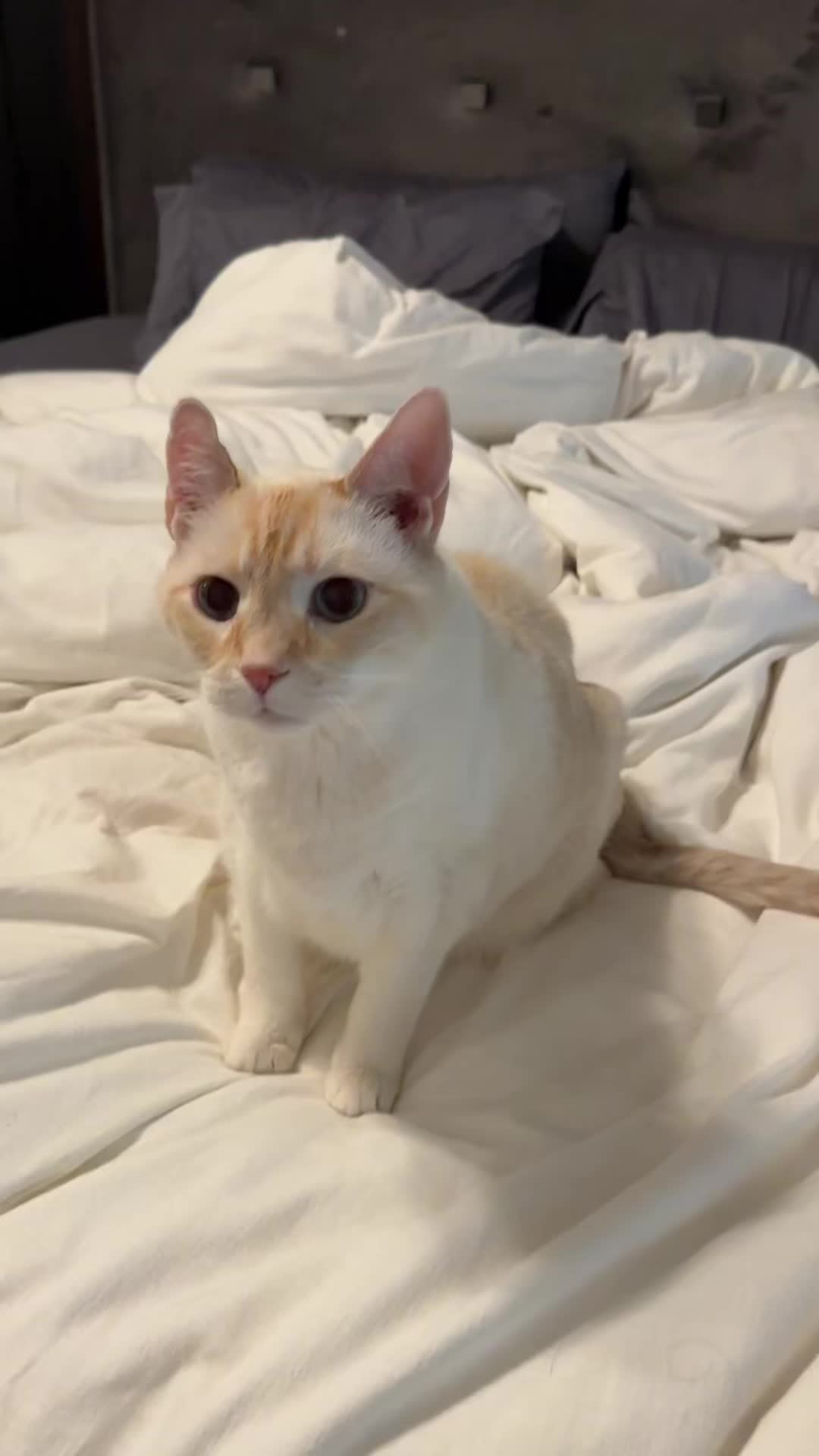@Angel the Cat Mom