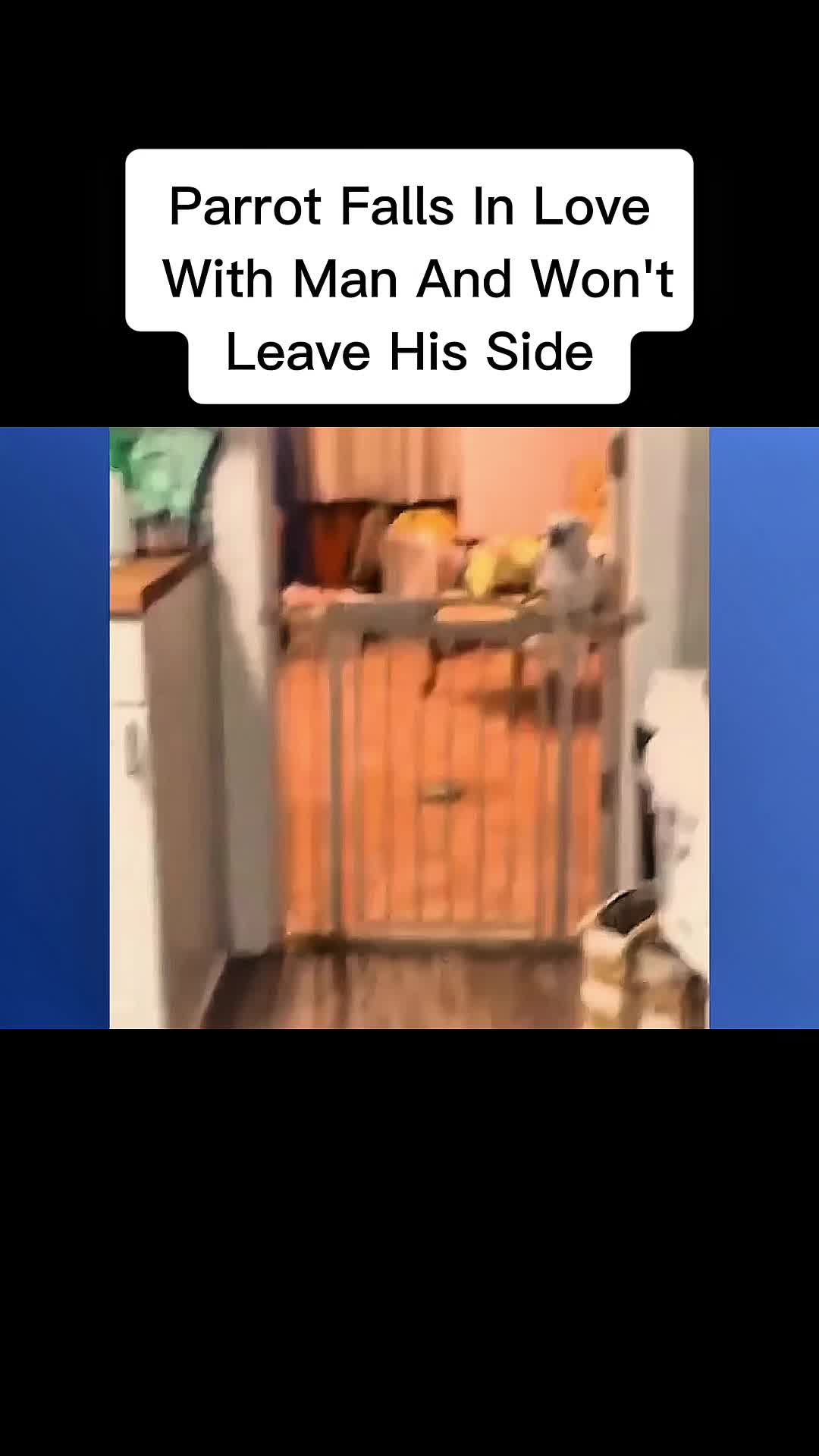 @cddle_buddies_channel