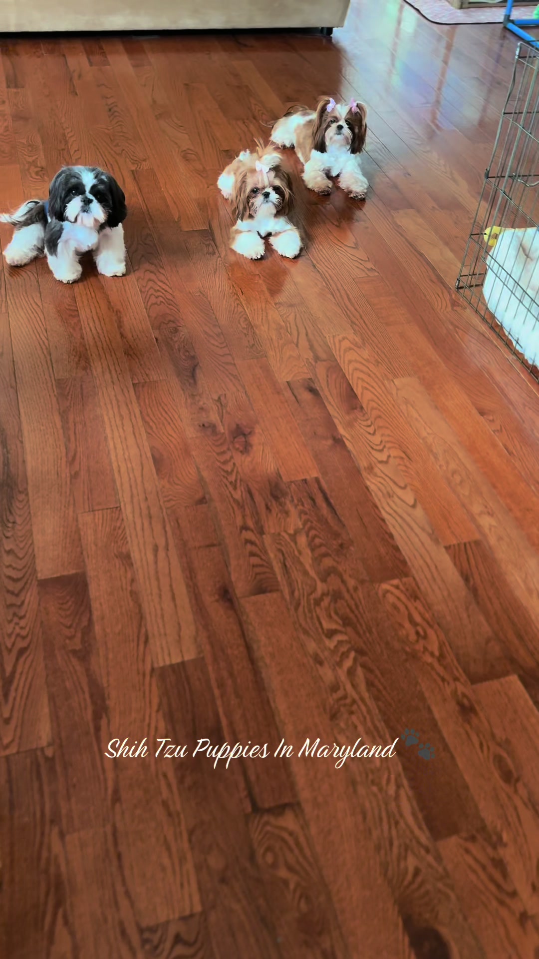 @Shih Tzu Puppies in Maryland
