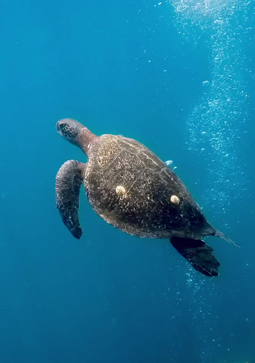 @oldnewdiver