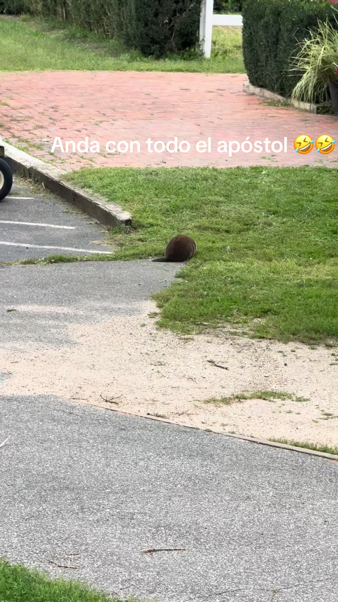 @buezorosa