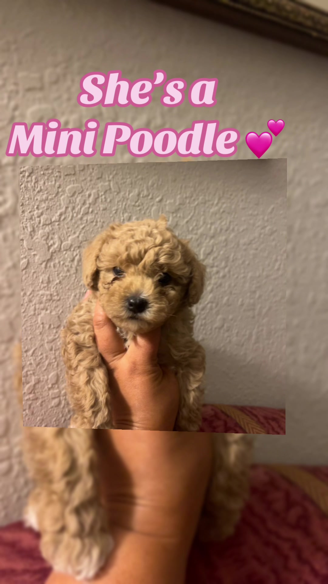 @Dm77poodles