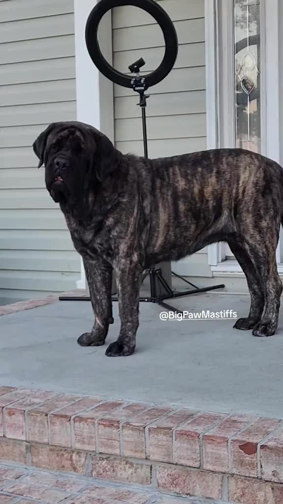 @Big Paw Mastiffs