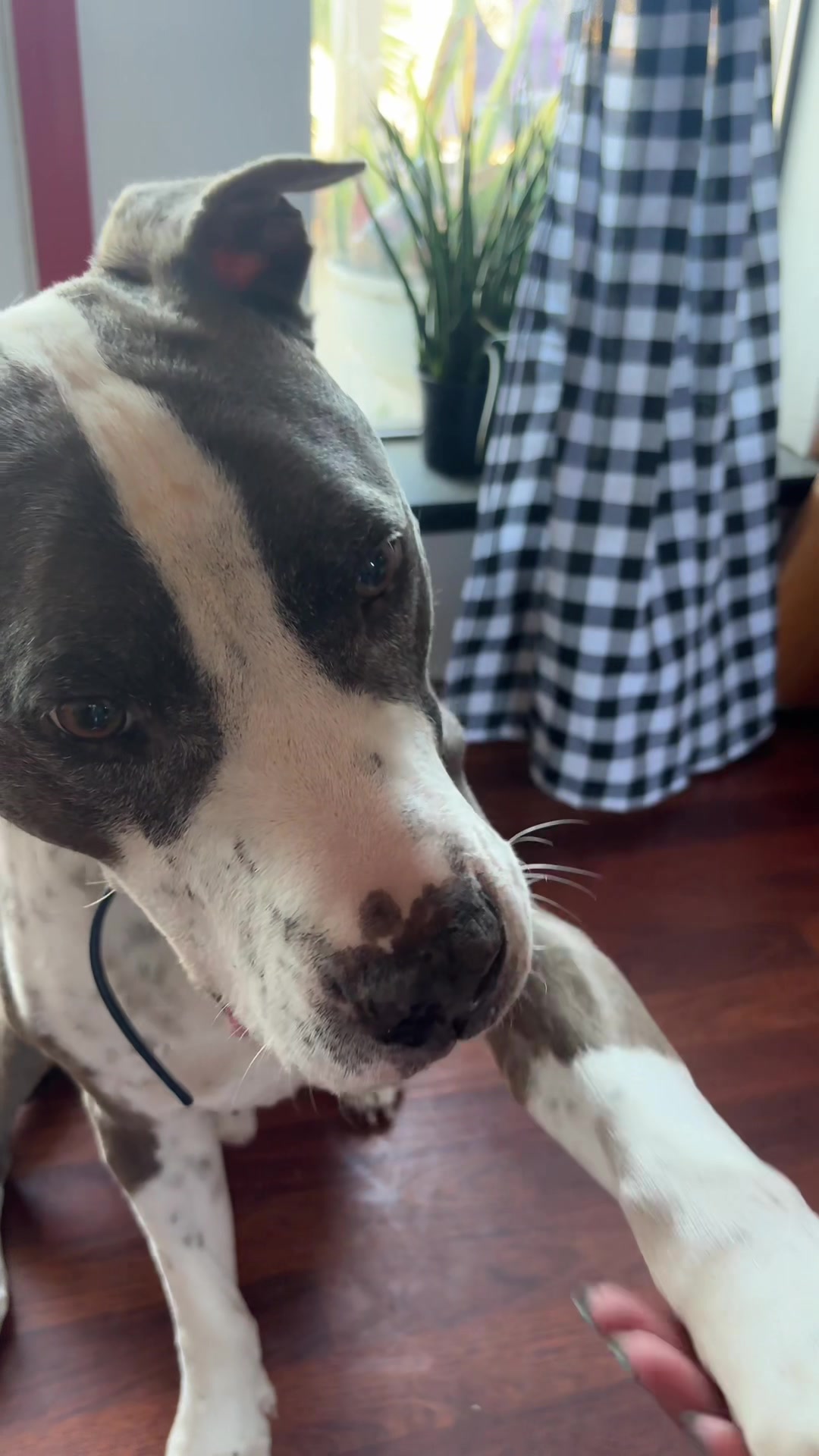 @caponethepitty