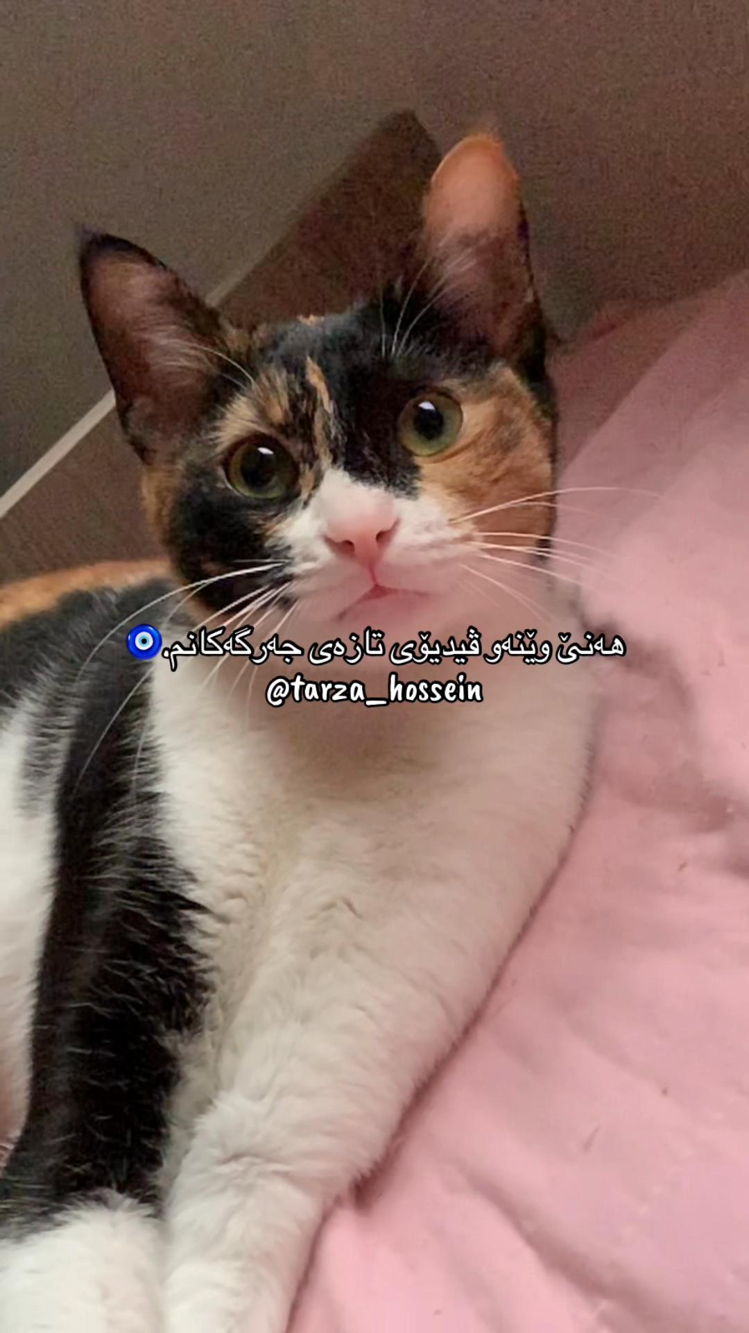 @تەرزە حسێن