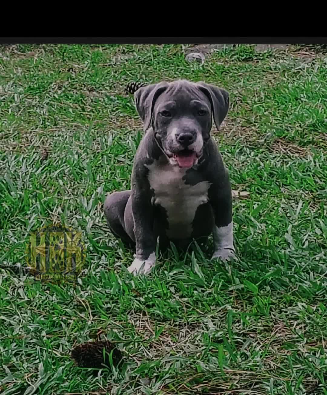 @HACHIKO LINE Bully Kennel