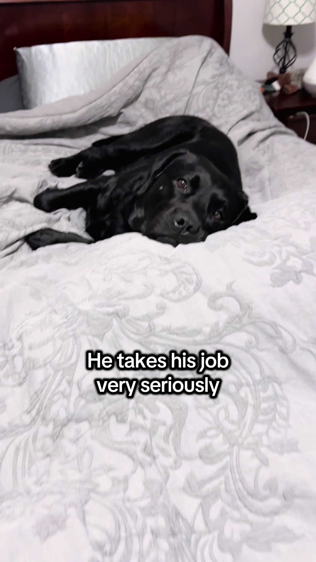 @Gunner the Good Boy Black Lab