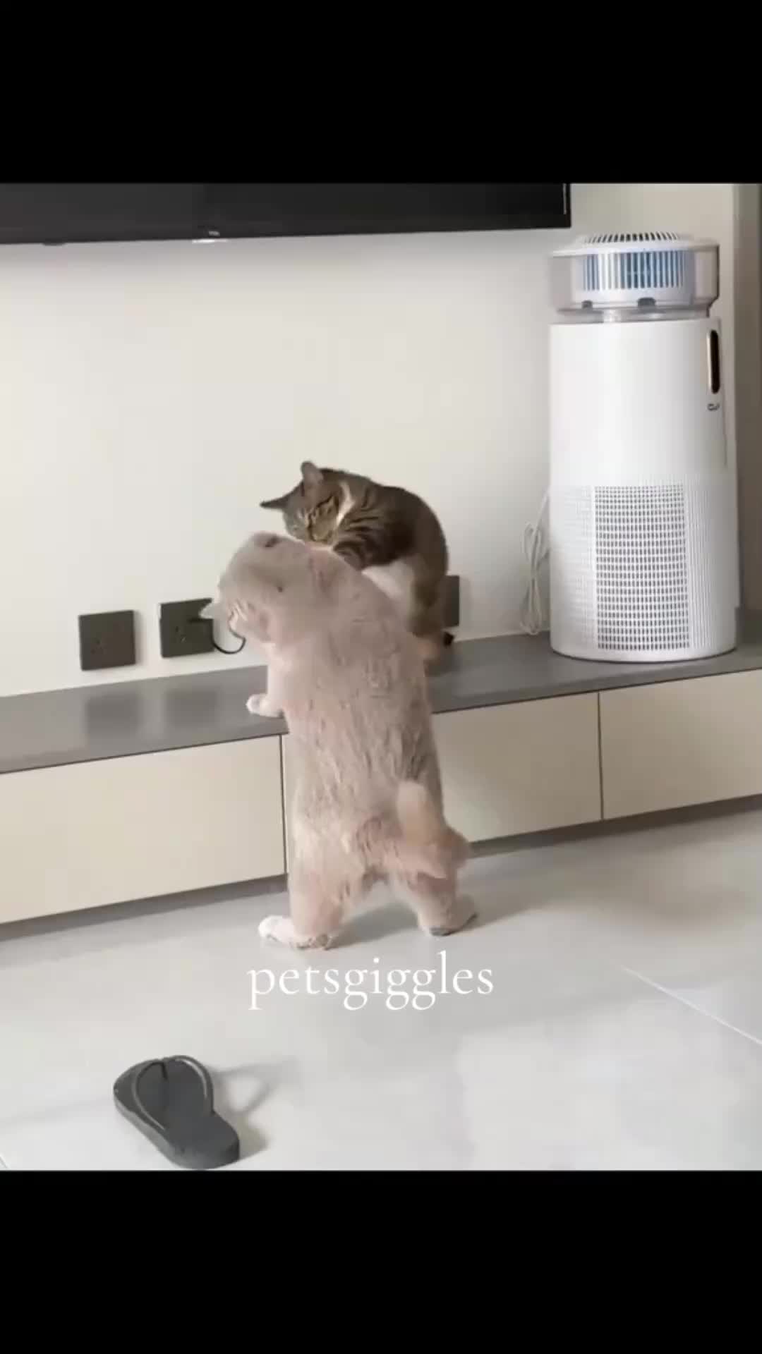 @Pets Giggles