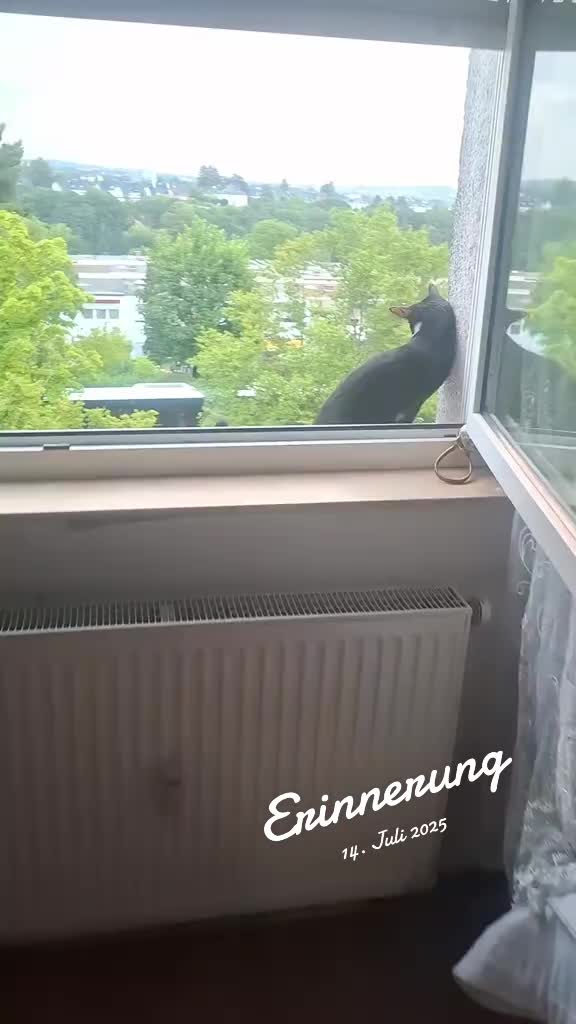 @lilythecat