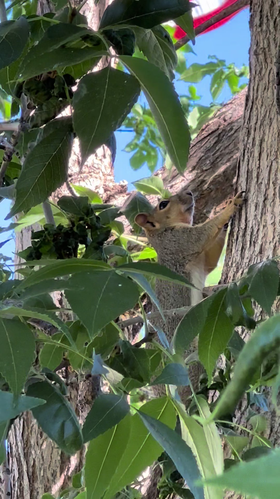 @Squirrel Guy