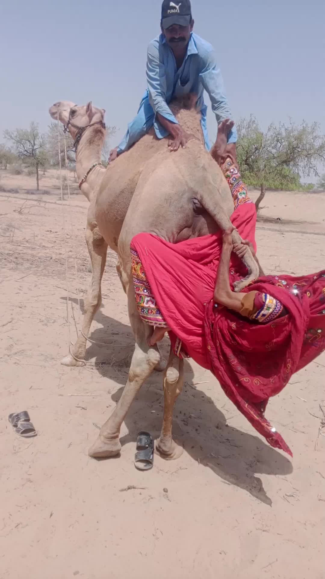 @Camel Lovers