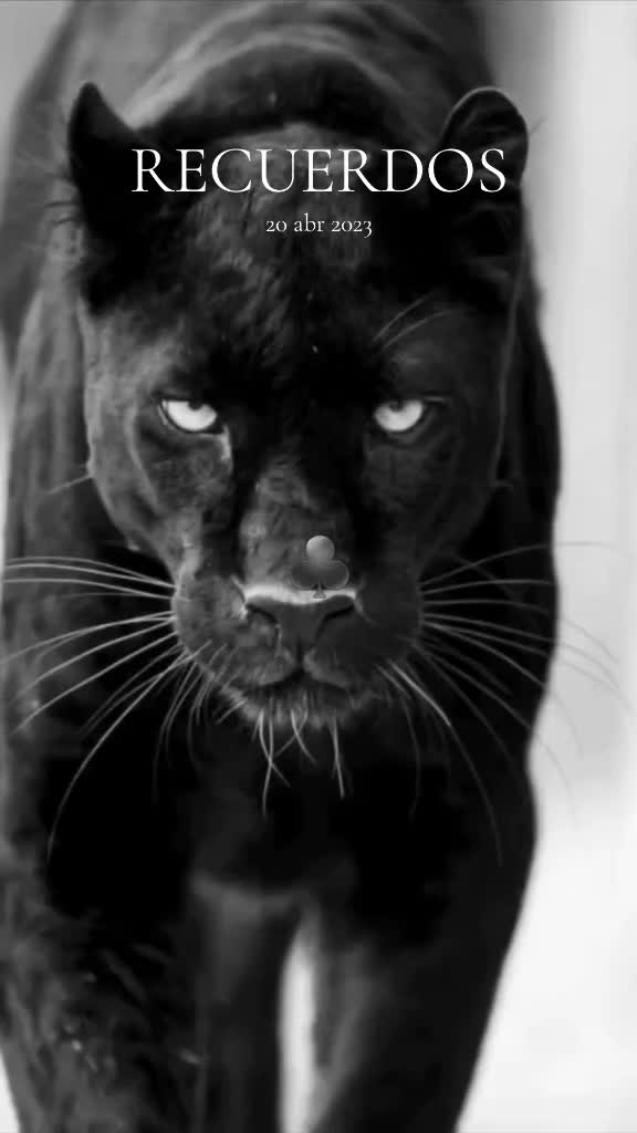 @𝓜𝓮𝓻𝓵𝓲𝓷.🖤🐼