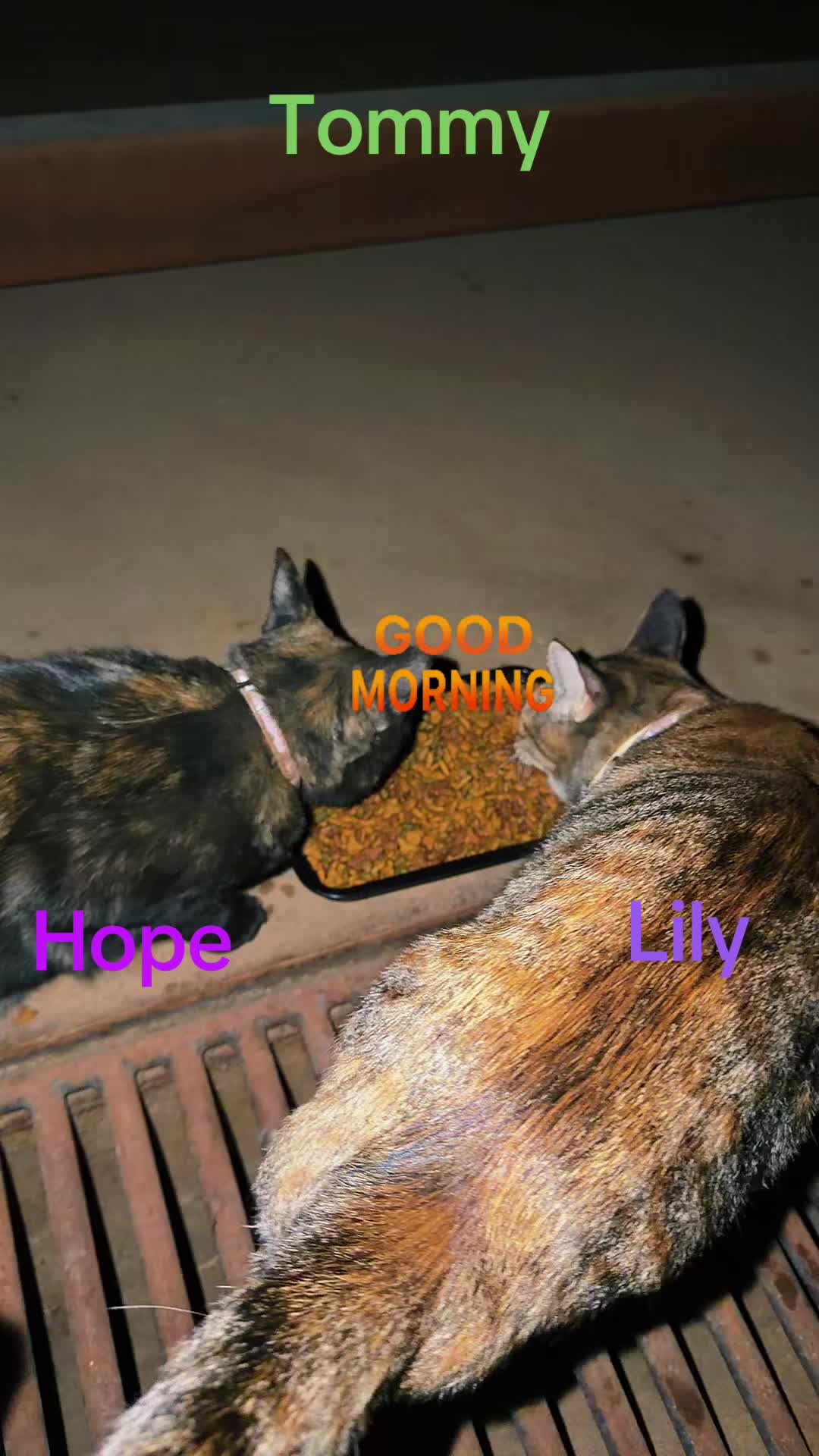 @Amri Gatitos