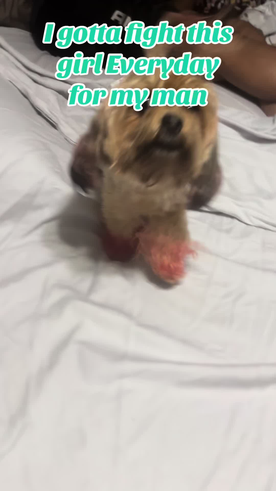 @🍯 🦖 🔥 dogmoneyhunnay 🥋 🚒