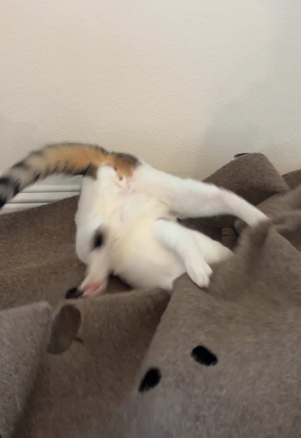 @Mimi Wawa Meow