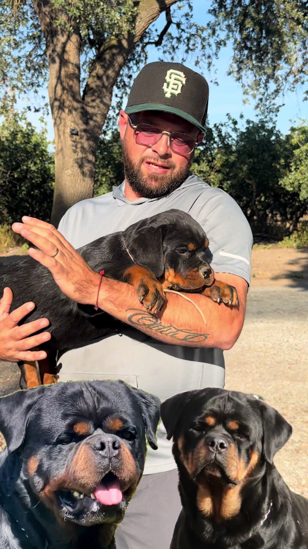 @✨VON DER MU&Ntilde;OZ ROTT&rsquo;S✨