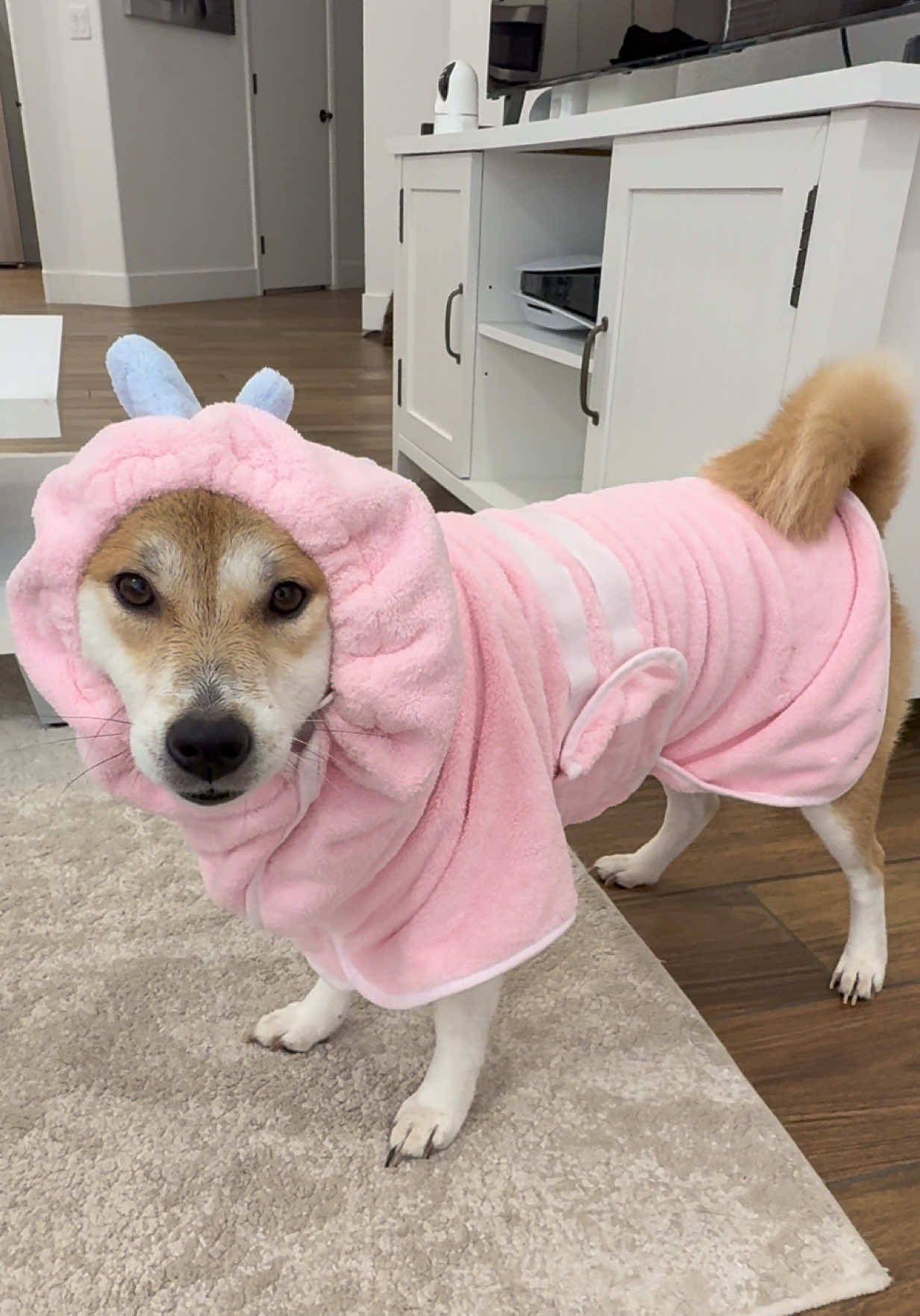 @Flock of Shibas 🐕🐕🐕