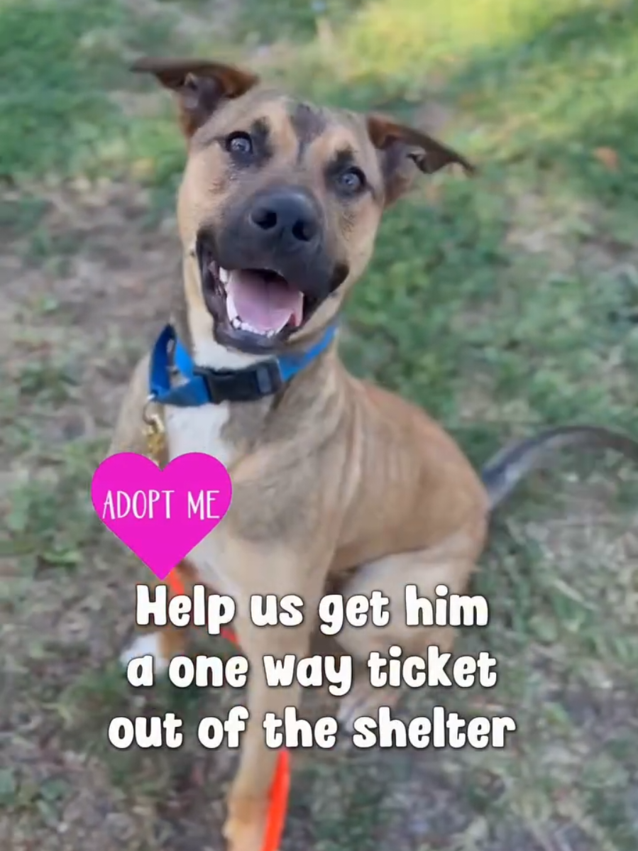 @Oakland Animal Services