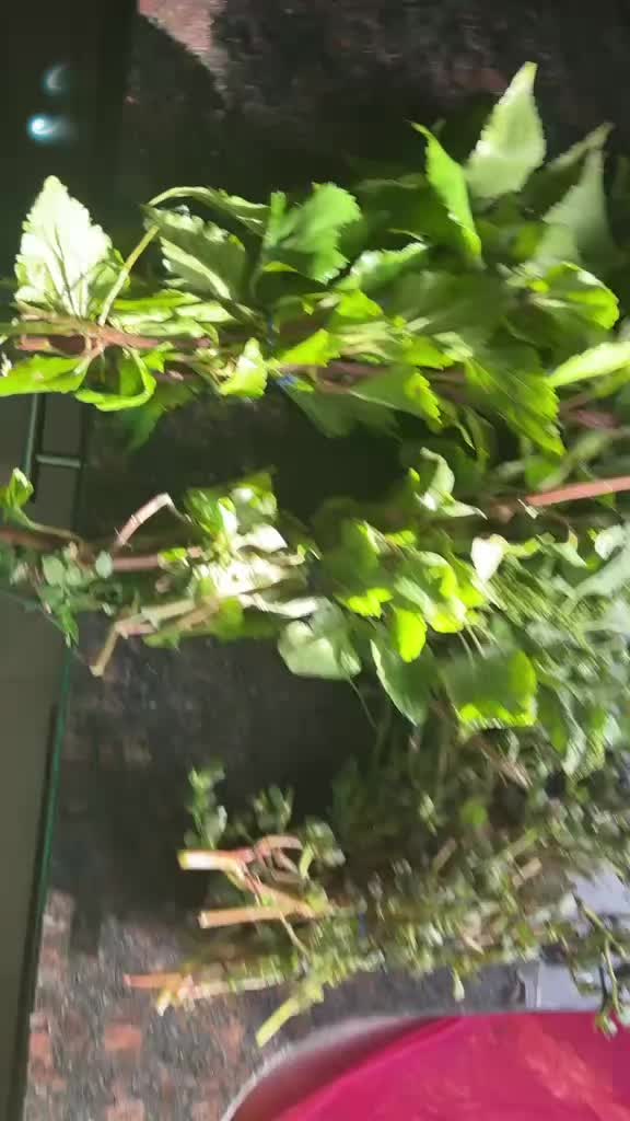 @Botánica Orishas