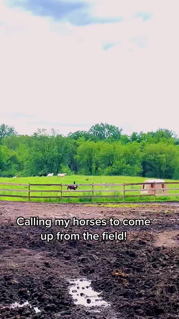 @Free Spirit Equestrian