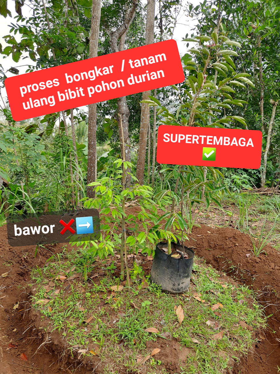 @embunpagi20
