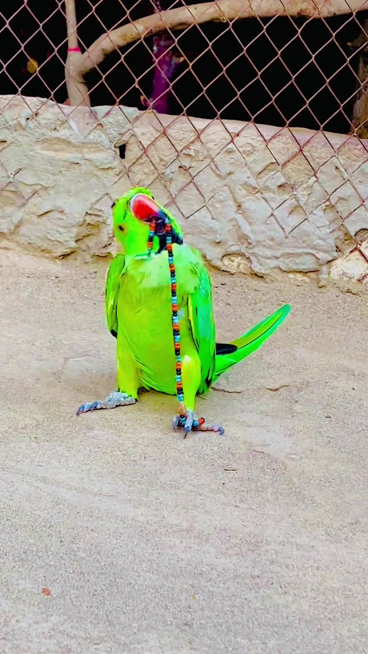 @ʜᴀʀᴏᴏɴ ᴊᴏʏɪᴀ