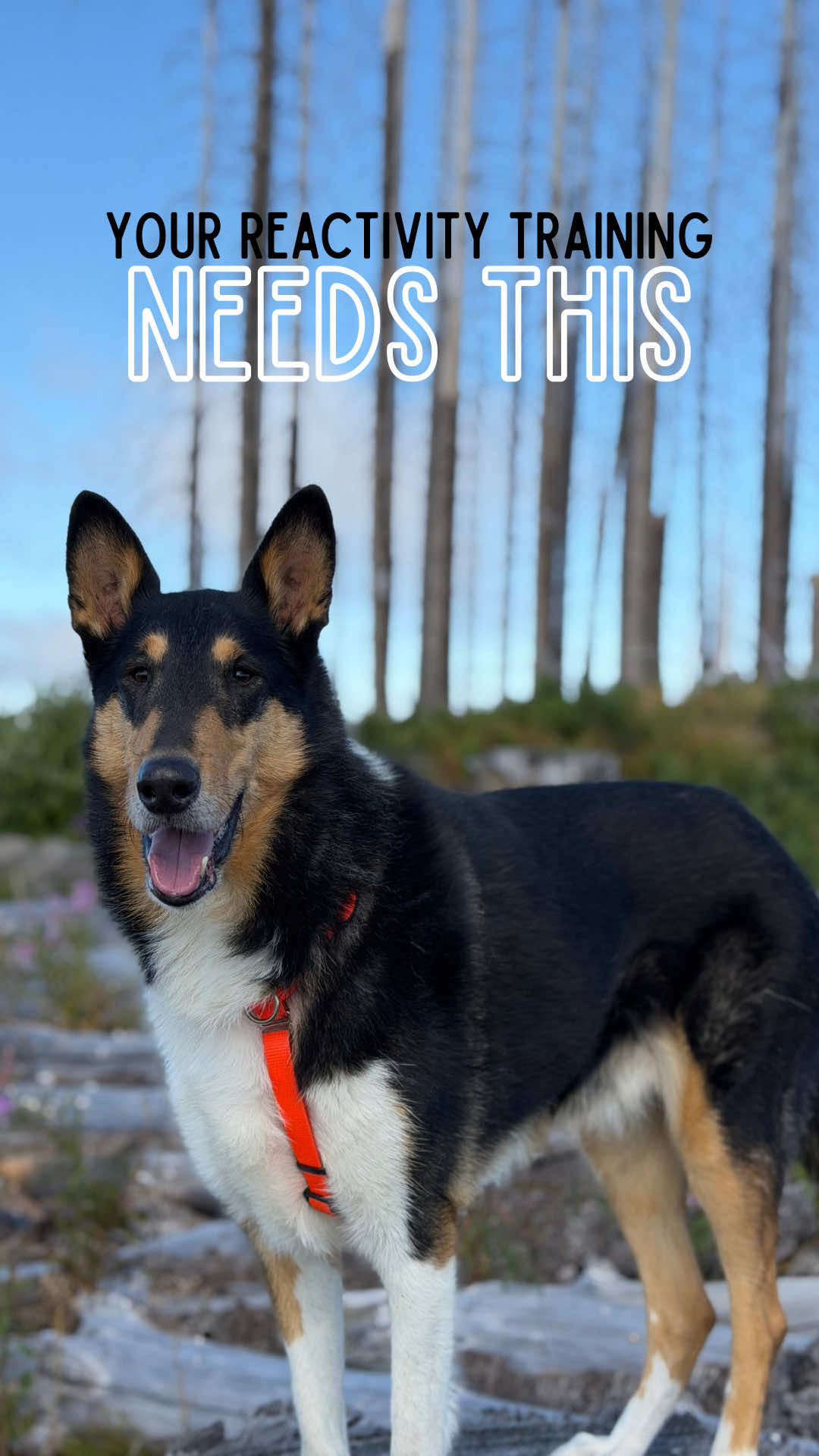 @lauren | dog behavior pro