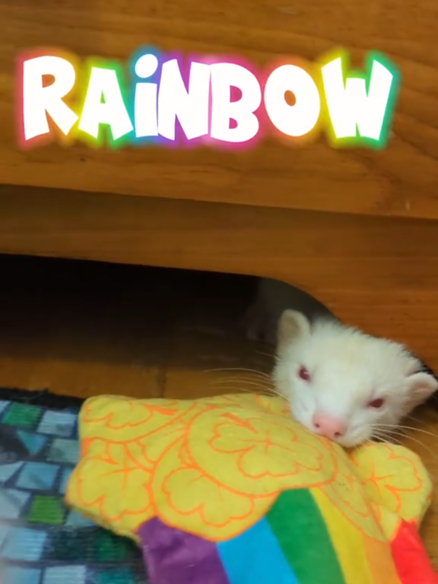 @Chaos Critters