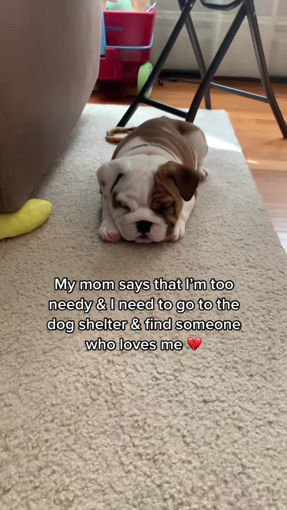 @Stubby The Bulldog