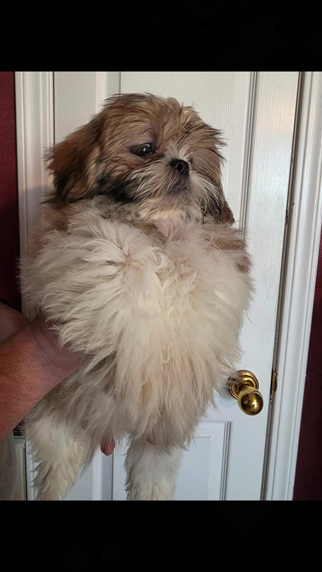 @Twilight Shih Tzu