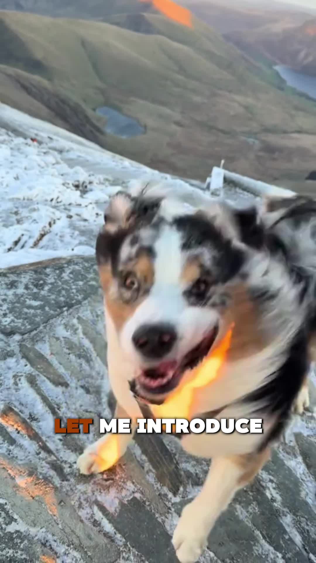 @PawblemsDaily