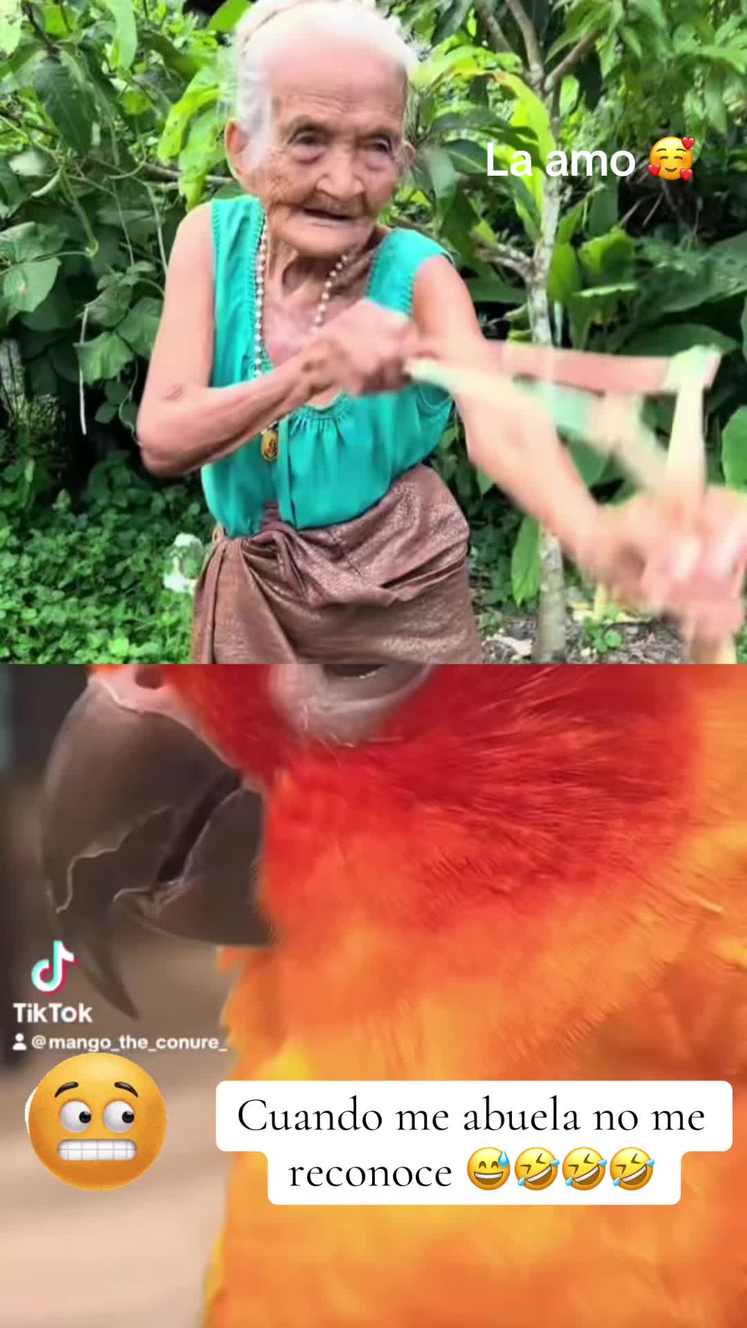 @Mango 🦜La cotorra solar