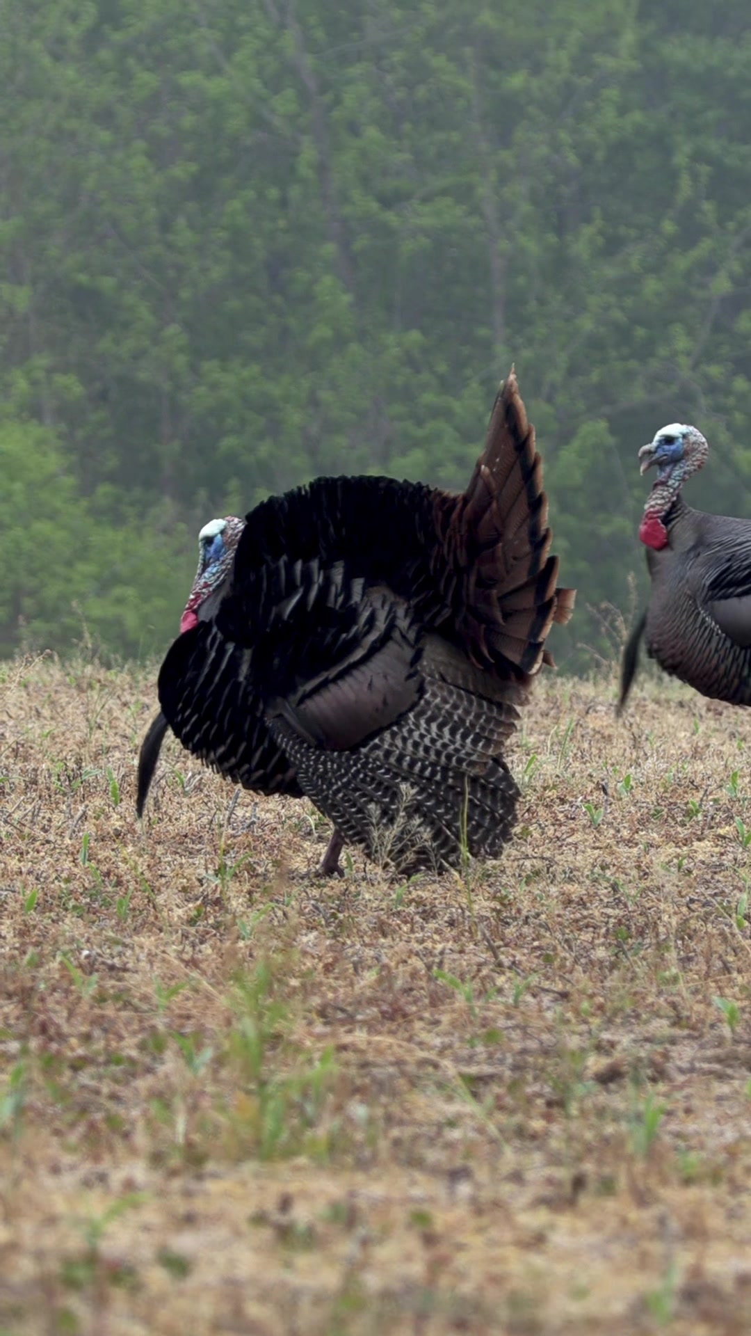 @FOXPRO Game Calls