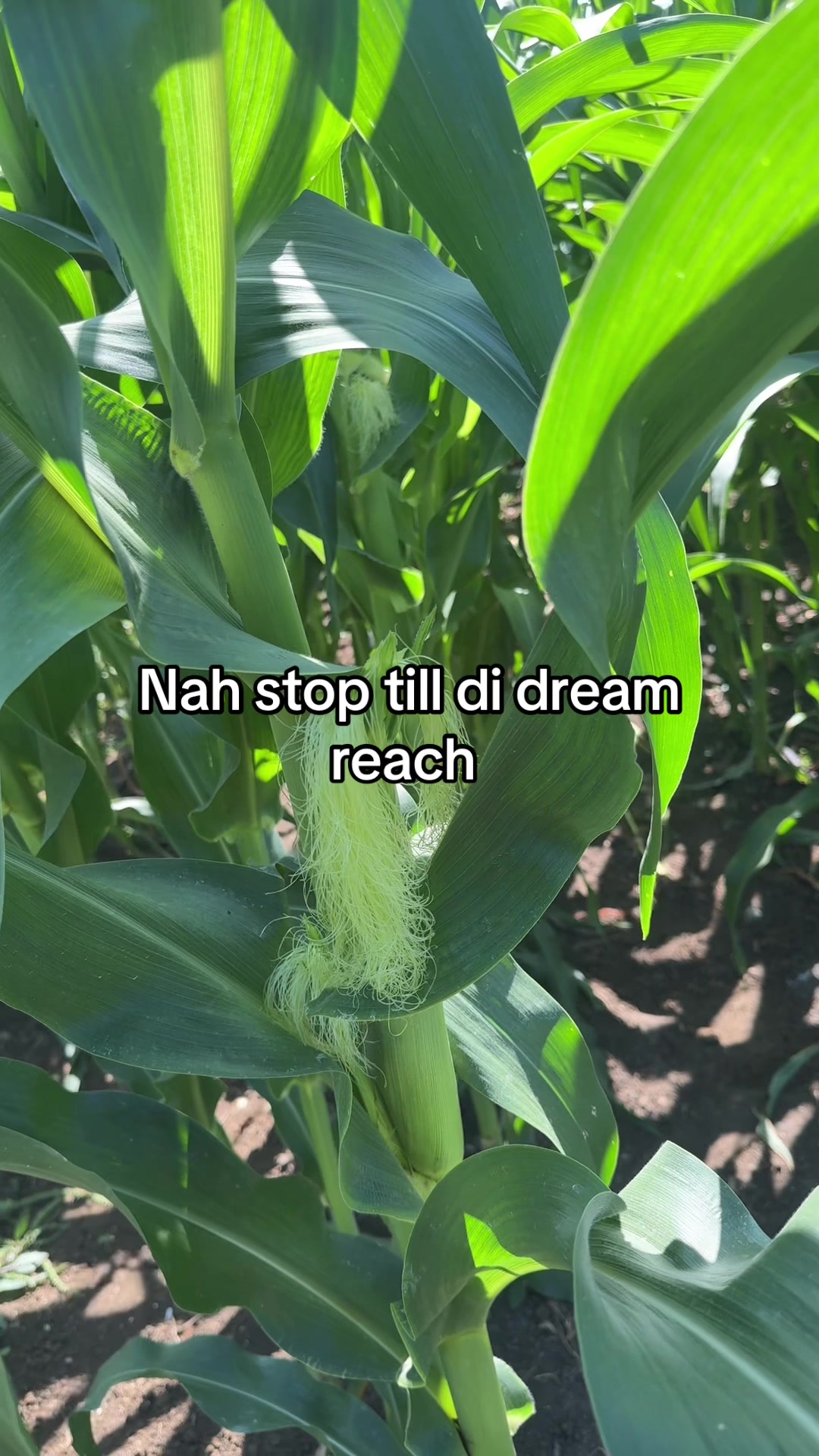 @KK Farm Fresh LTD.🇯🇲