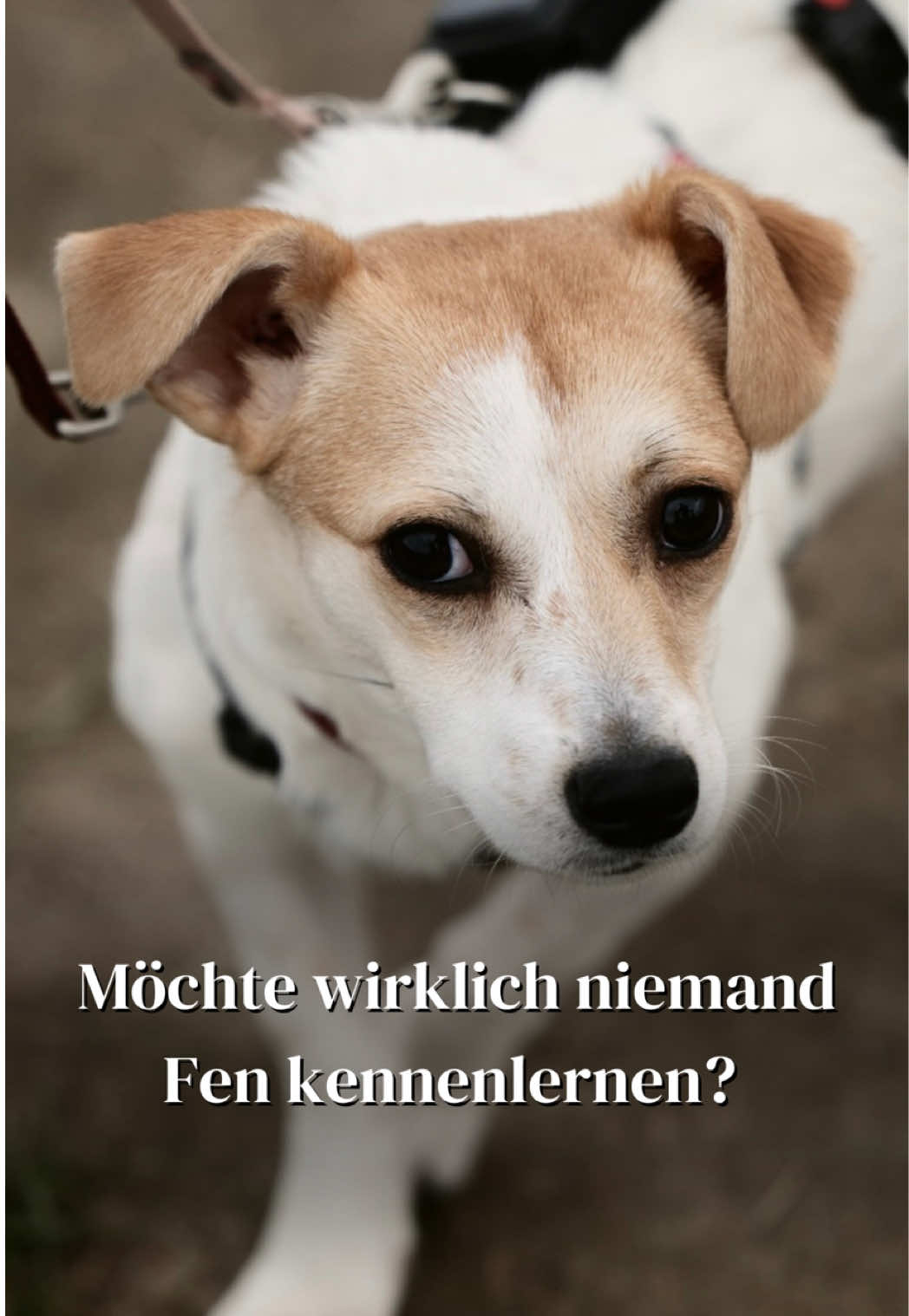@SpecialDogs e.V.